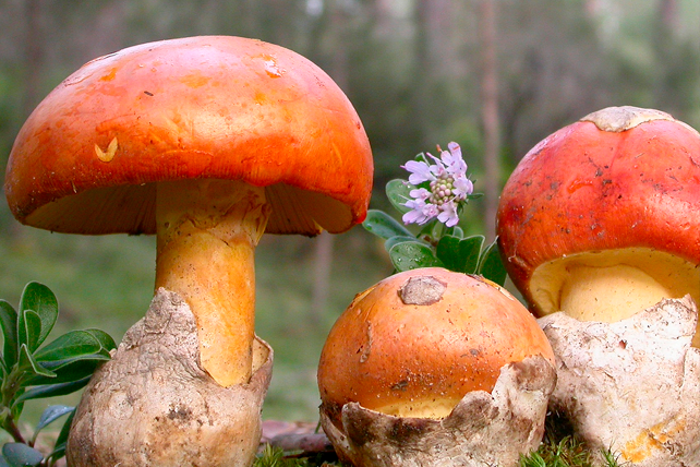 Amanita caesarea