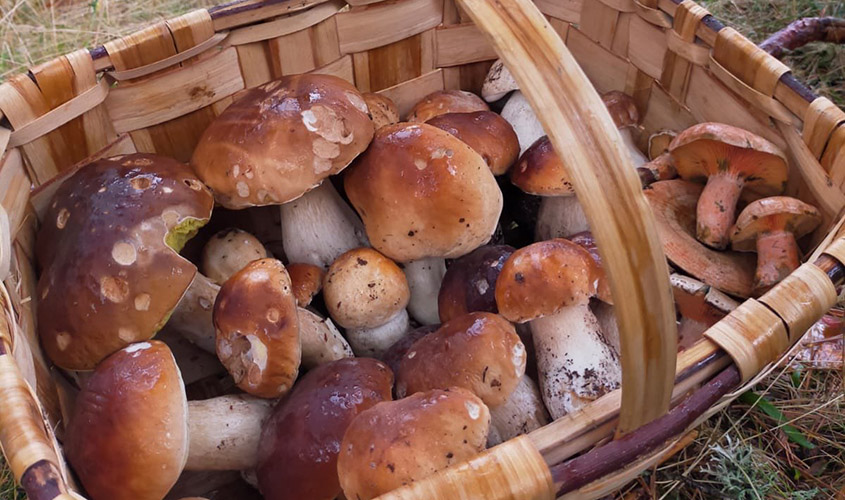 Boletus acotado Micocyl Burgos